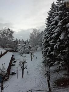 Bolu Yildiz - 31