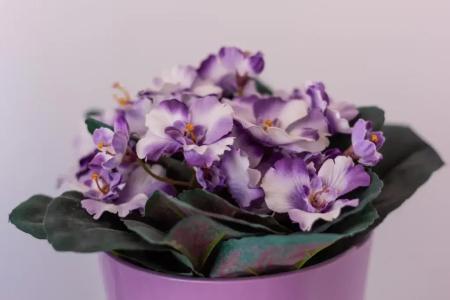 Downtown  Pula - 286