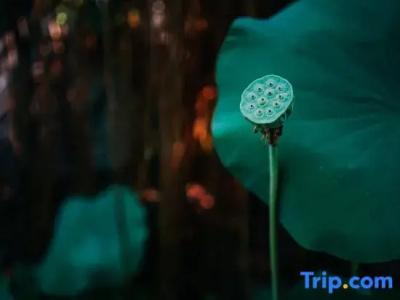 Rambutan Resort – Siem Reap - 285