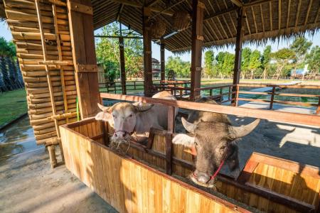 The Buffalo Amphawa - 14