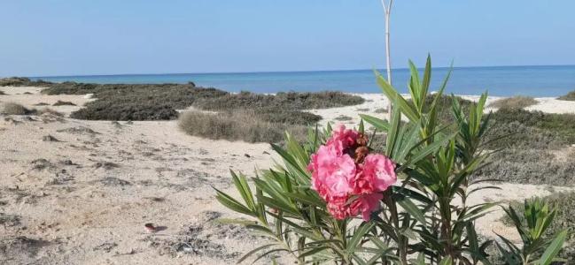 Dar Chick Yahia Ile De Djerba - 31