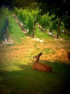 D'Angelo Winery Farm House - 7
