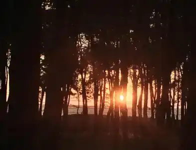 Simple Pleasures - 8