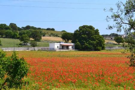 Masseria Torricella - 37
