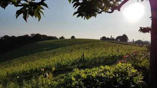 Le Fonti a San Giorgio - 47