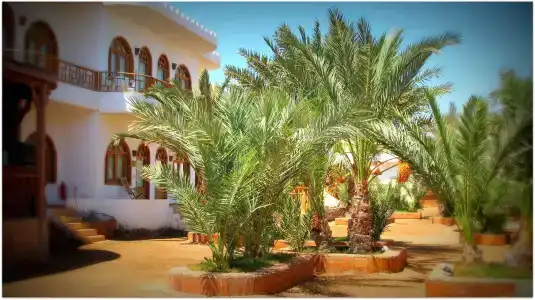Shams & Dive Centre - 14