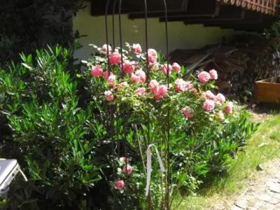 Mattenhof - 36
