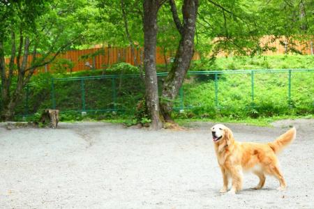 Izumigo Takayama Dog Paradise - 15