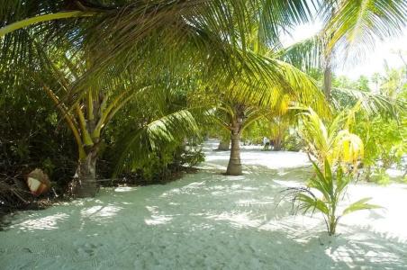 Palm Garden - 17
