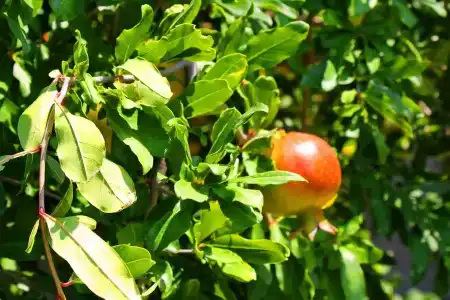 Irem Garden & - 36