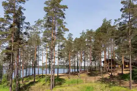 Лесная Рапсодия - 38
