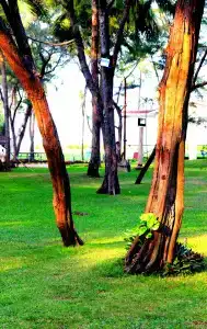 Vgp Golden Beach Resort - 18