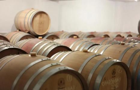 Vinifera Vineyards - 15
