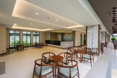 Olive Tree - 15