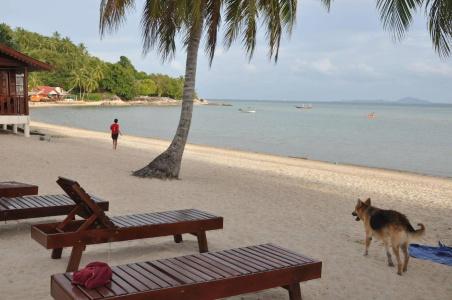 Phangan Rainbow Bungalows - 7