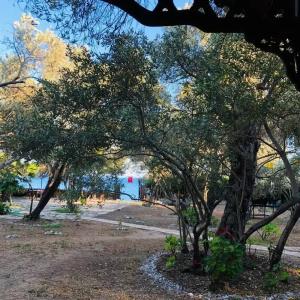 Datca Masal Gibi Plaj&Restaurant - 10