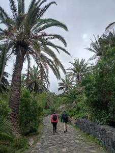 Aguere Nest - 9