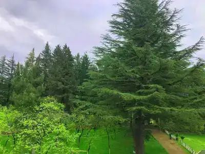 Imeri Park - 52