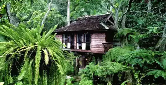 Fern Paradise - 23