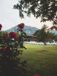 Palme Dalyan - 37