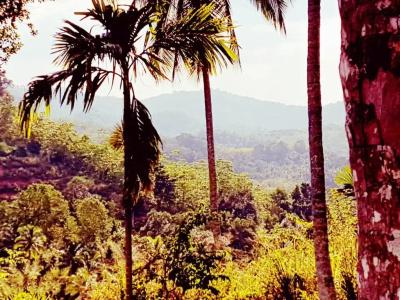The Flame Tree Estate & - 179