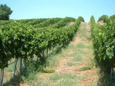Azienda Agricola Sinisi - 9