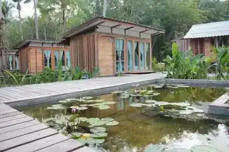 Jungle Koh - 60