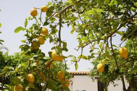 Terra Dei Limoni - 72
