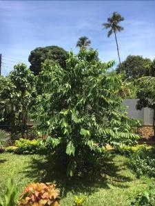 Green Turaco - 13