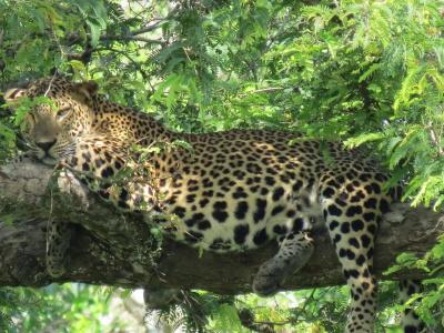 Koragaha Lodge - Yala - 8