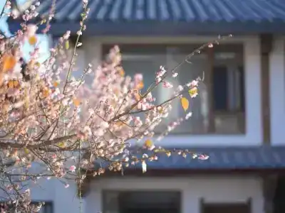 Lijiang Zifayu Designer Boutique Inn - 6