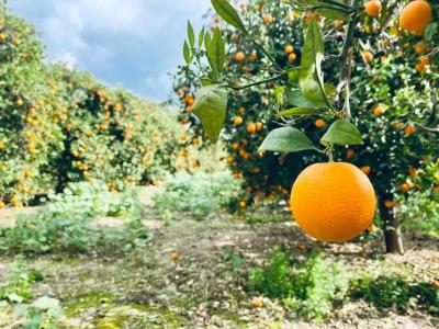 The Summer House - 32