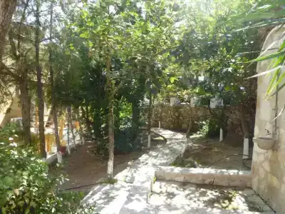 Mirabelle - 42
