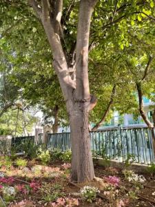 Amadina Garden - 32