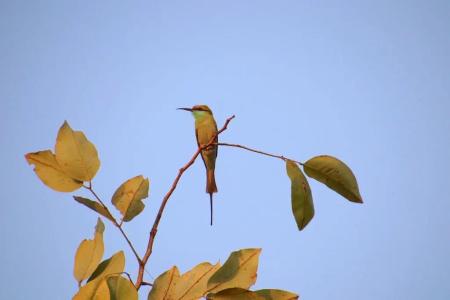 Shahar Palace - 10