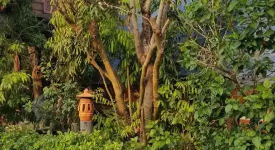 Ruean Mai Chai Khlong - 6