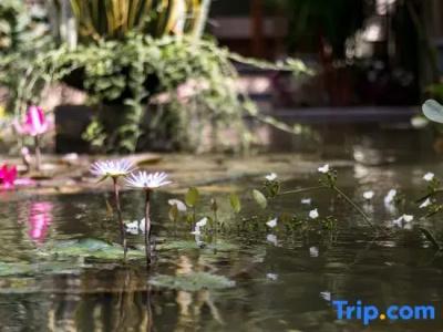 Hidden Padma Retreat - 29