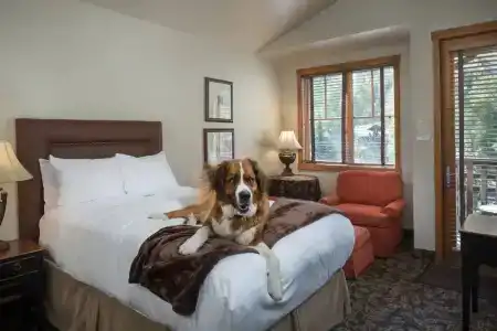 The Telluride - 45