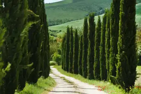 Agriturismo Podere Campaini - 93