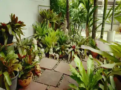 Loei Orchid - 15