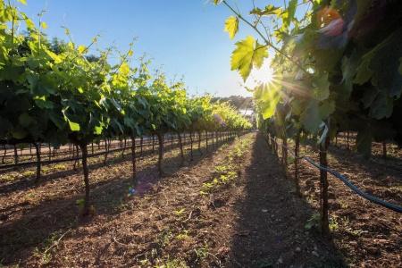 Tenuta del Barco - 58