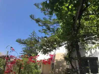 Oleander - 0