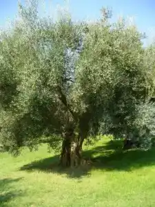 Poggio del Sole - 41