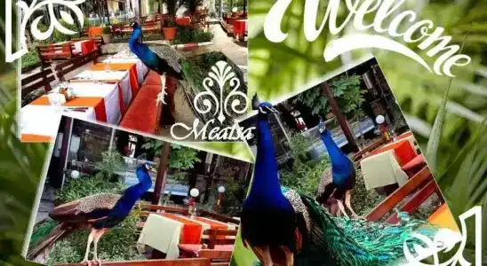Meatsa - 18