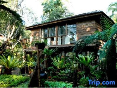Fern Paradise - 36
