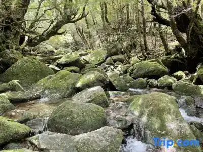 屋久島 民宿すぎのこ - 33