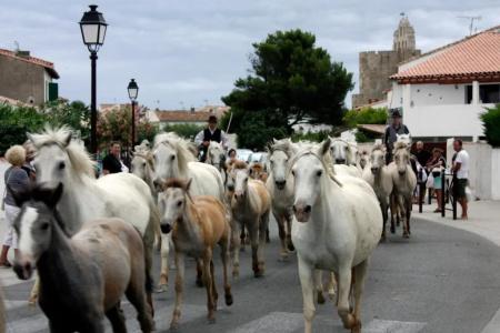 Hôtel Le Neptune en Camargue - 42