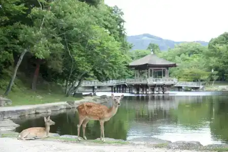 Noborioji Nara - 15