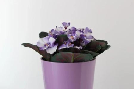 Downtown  Pula - 310