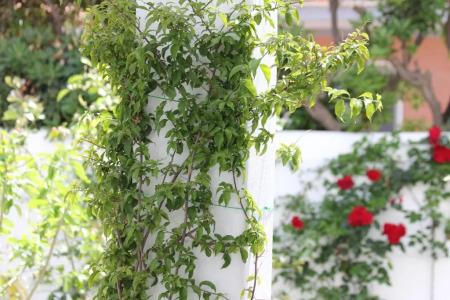 Intorno Al Fico - 87